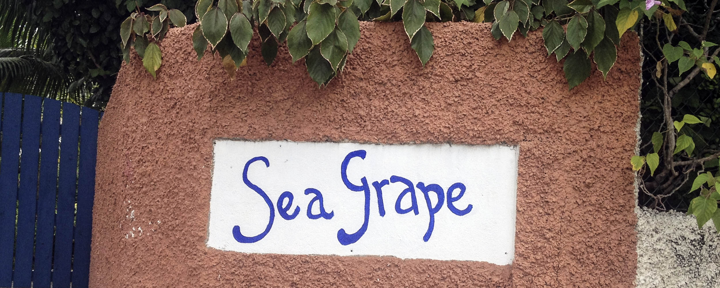 Sea Grape - Negril Jamaica